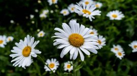 Bunga daisy mekar dengan kelopak putih dan pusat kuning cerah. ( Foto Pexels)