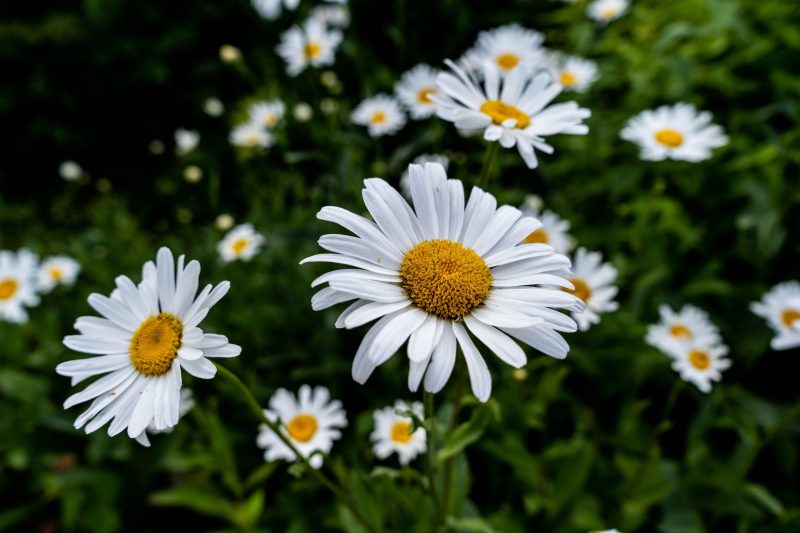 Bunga daisy mekar dengan kelopak putih dan pusat kuning cerah. ( Foto Pexels)