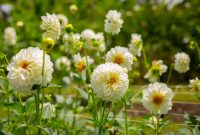 Bunga dahlia mekar indah dengan warna cerah di taman rumah. ( Foto Pexels)