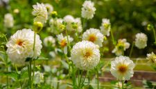 Bunga dahlia mekar indah dengan warna cerah di taman rumah. ( Foto Pexels)
