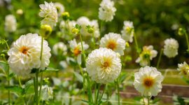 Bunga dahlia mekar indah dengan warna cerah di taman rumah. ( Foto Pexels)