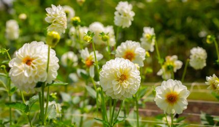 Bunga dahlia mekar berwarna cerah tumbuh subur di taman rumah.