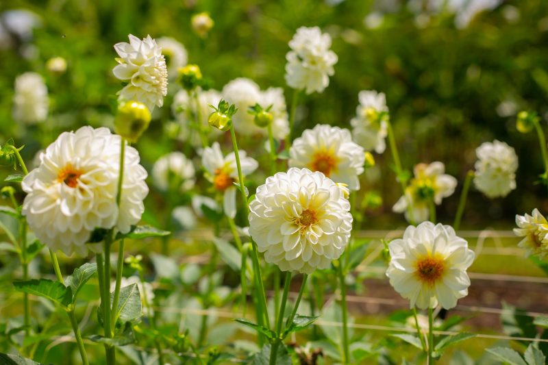 Bunga dahlia mekar indah dengan warna cerah di taman rumah. ( Foto Pexels)