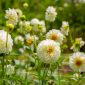 Bunga dahlia mekar indah dengan warna cerah di taman rumah. ( Foto Pexels)