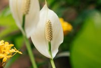 Peace lily tumbuh sehat dengan bunga putih yang indah. (Foto Pexels)