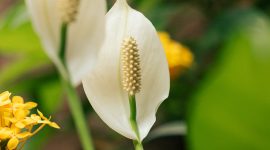 Peace lily tumbuh sehat dengan bunga putih yang indah. (Foto Pexels)