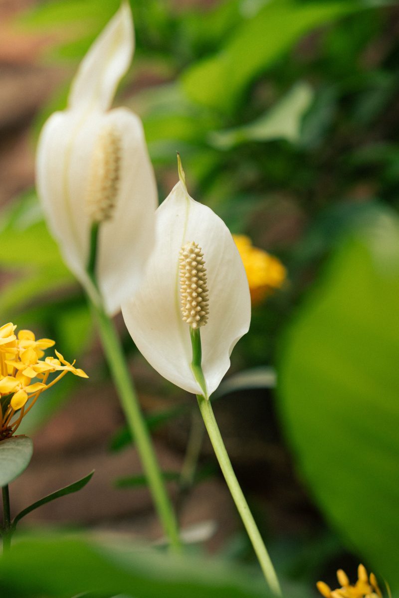 Peace lily tumbuh sehat dengan bunga putih yang indah. (Foto Pexels)