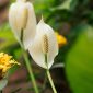 Peace lily tumbuh sehat dengan bunga putih yang indah. (Foto Pexels)
