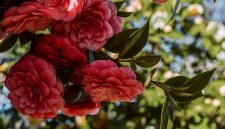 Ilustrasi tanaman Camellia dengan bunga rimbun berwarna merah ( Foto Pexels)