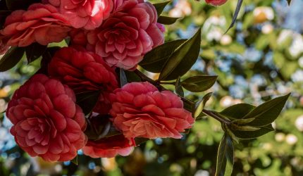 Ilustrasi tanaman Camellia dengan bunga rimbun berwarna merah muda di taman teduh dengan daun hijau mengkilap
