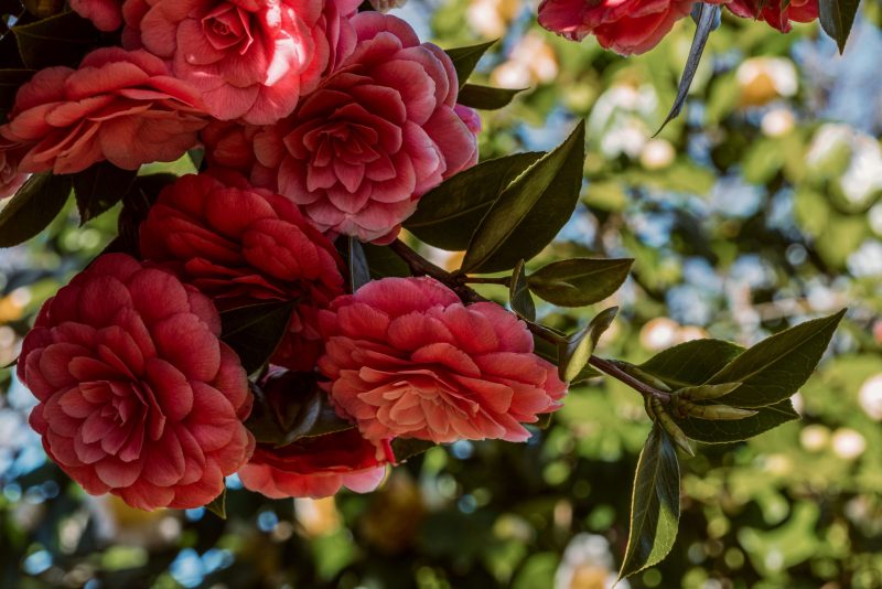 Ilustrasi tanaman Camellia dengan bunga rimbun berwarna merah ( Foto Pexels)