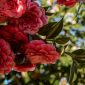 Ilustrasi tanaman Camellia dengan bunga rimbun berwarna merah ( Foto Pexels)