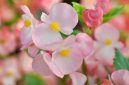 Ilustrasi cara merawat tanaman begonia. Foto: Getty Images/iStockphoto/Jobrestful