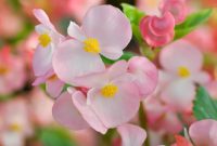 Ilustrasi cara merawat tanaman begonia. Foto: Getty Images/iStockphoto/Jobrestful