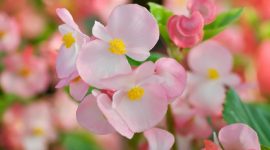 Ilustrasi cara merawat tanaman begonia. Foto: Getty Images/iStockphoto/Jobrestful