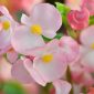 Ilustrasi cara merawat tanaman begonia. Foto: Getty Images/iStockphoto/Jobrestful