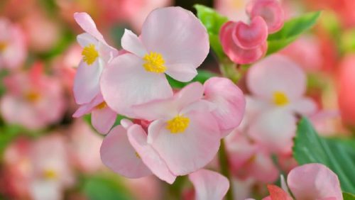 Ilustrasi cara merawat tanaman begonia. Foto: Getty Images/iStockphoto/Jobrestful