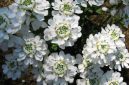 Bunga Candytuft bermekaran di taman. ( Foto Pexels)