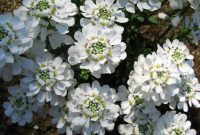 Bunga Candytuft bermekaran di taman. ( Foto Pexels)