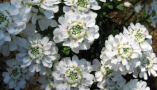 Bunga Candytuft bermekaran di taman. ( Foto Pexels)