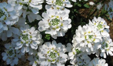 Bunga Candytuft putih bermekaran di taman. :::