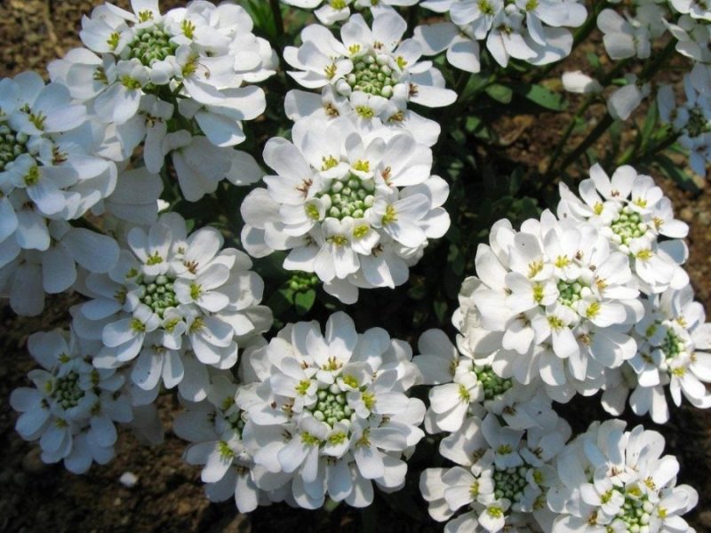 Bunga Candytuft bermekaran di taman. ( Foto Pexels)