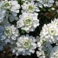 Bunga Candytuft bermekaran di taman. ( Foto Pexels)