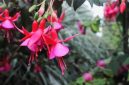 Bunga fuchsia dengan bunga menggantung yang indah. ( Foto Pexels)