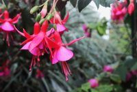 Bunga fuchsia dengan bunga menggantung yang indah. ( Foto Pexels)