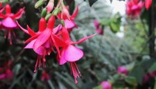 Bunga fuchsia dengan bunga menggantung yang indah. ( Foto Pexels)