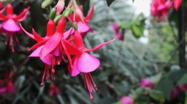 Bunga fuchsia dengan bunga menggantung yang indah. ( Foto Pexels)