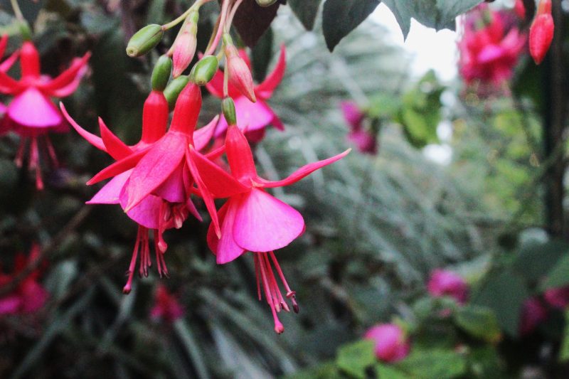 Bunga fuchsia dengan bunga menggantung yang indah. ( Foto Pexels)