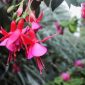 Bunga fuchsia dengan bunga menggantung yang indah. ( Foto Pexels)