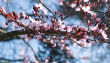 Ilustrasi Bunga Sakura  ( Foto Pexels )