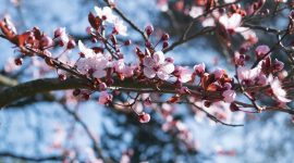 Ilustrasi Bunga Sakura  ( Foto Pexels )
