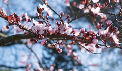 Ilustrasi bunga sakura berwarna merah muda yang sedang bermekaran di pohon.