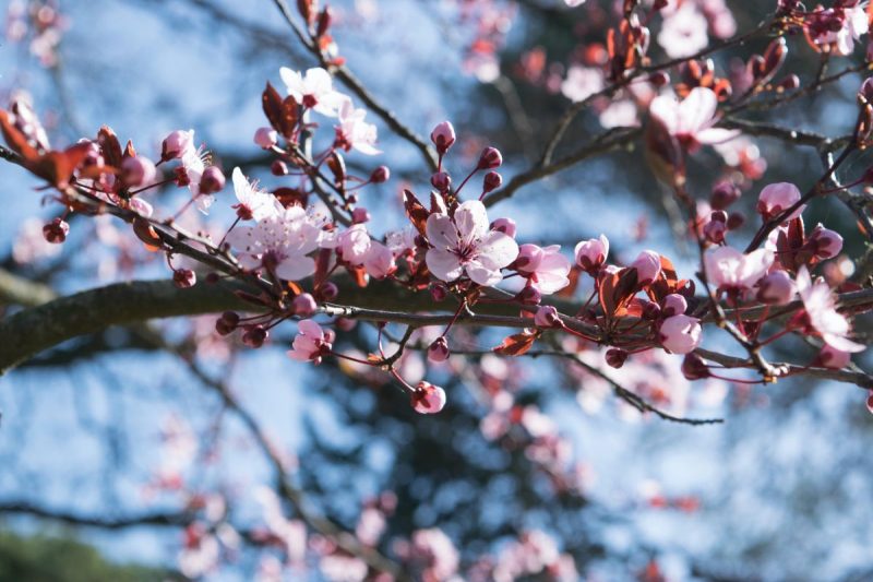 Ilustrasi Bunga Sakura  ( Foto Pexels )