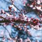 Ilustrasi Bunga Sakura  ( Foto Pexels )