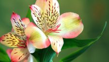 Bunga alstroemeria mekar dengan warna cerah di taman. ( Foto Pexels)