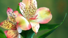 Bunga alstroemeria mekar dengan warna cerah di taman. ( Foto Pexels)