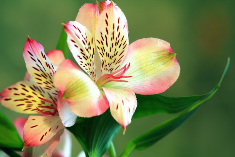 Bunga alstroemeria mekar dengan warna cerah di taman. ( Foto Pexels)