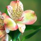Bunga alstroemeria mekar dengan warna cerah di taman. ( Foto Pexels)