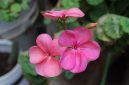 Bunga geranium mekar dengan warna cerah dan menarik. ( Foto Pexels)