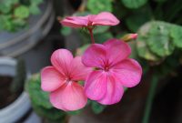 Bunga geranium mekar dengan warna cerah dan menarik. ( Foto Pexels)