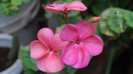 Bunga geranium mekar dengan warna cerah dan menarik. ( Foto Pexels)