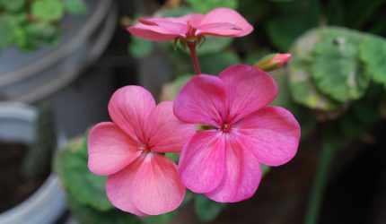 Bunga geranium merah mekar di tanaman hias dalam pot.