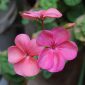 Bunga geranium mekar dengan warna cerah dan menarik. ( Foto Pexels)