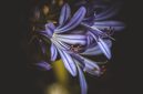 Bunga Agapanthus bermekaran dengan warna biru ( Foto Pexels)