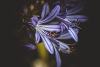 Bunga Agapanthus bermekaran dengan warna biru ( Foto Pexels)