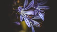 Bunga Agapanthus bermekaran dengan warna biru ( Foto Pexels)